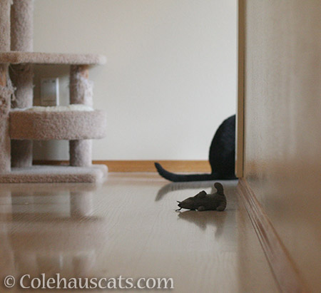 Olivia and the rat - 2016 © Colehauscats.com