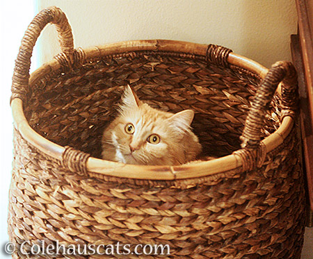 Pia in a Basket - 2016 © Colehauscats.com