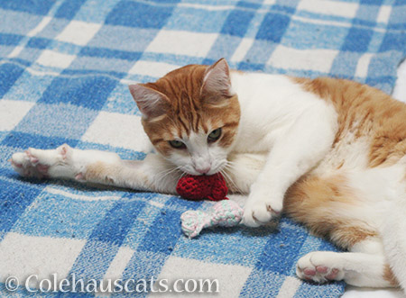 Quint loves the Tooth Fairy fishies - 2016 © Colehauscats.com