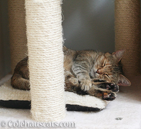 Sleepy Ruby Toes - 2016 © Colehauscats.com