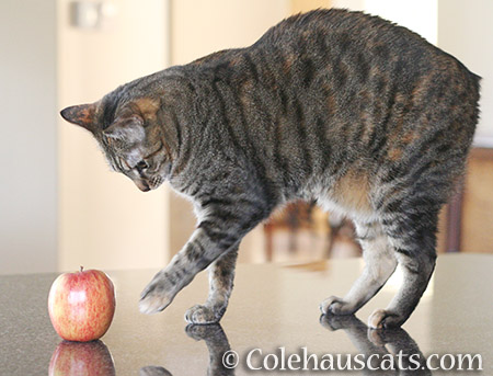 Apple vs. Viola - 2016 © Colehauscats.com