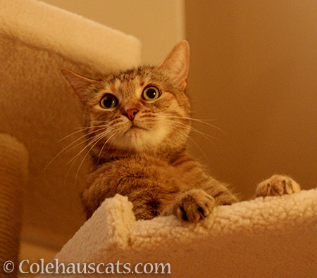 Alert Ruby is very alert - 2016 © Colehauscats.com