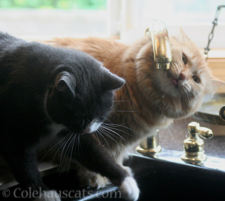 Tessa and Pia, faucet buddies - 2016 © Colehauscats.com