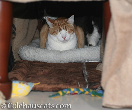 Quint, Tessa, Pia and Miss Newton (in the far back) in Fort Annex 1 - 2016 © Colehauscats.com