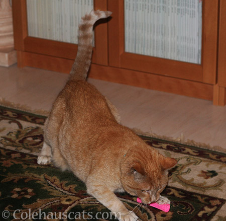 Miss Itty goes into playtime hyperdrive - 2016 © Colehauscats.com