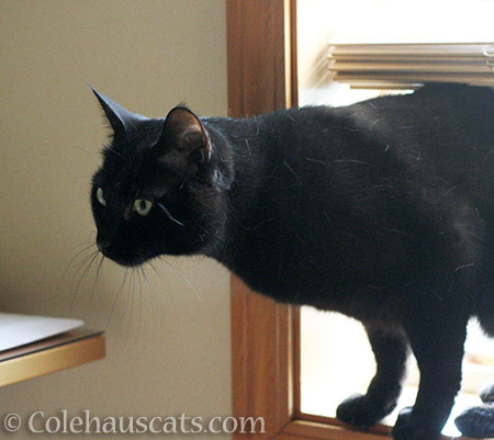 Olivia goes to check - 2016 © Colehauscats.com