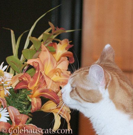 Quint and his summer flowers - 2016 © Colehauscats.com