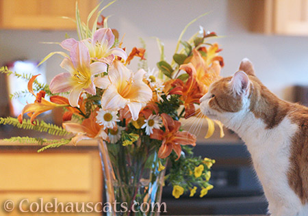 Quint's flowers - 2016 © Colehauscats.com