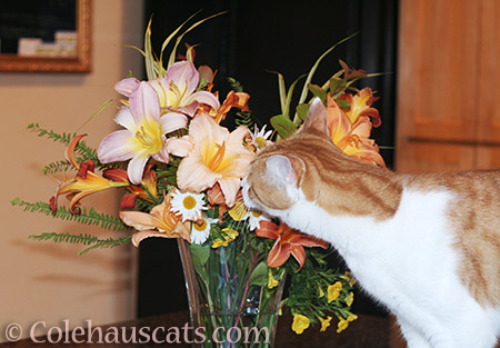 Quint's favorite summer flowers - 2016 © Colehauscats.com