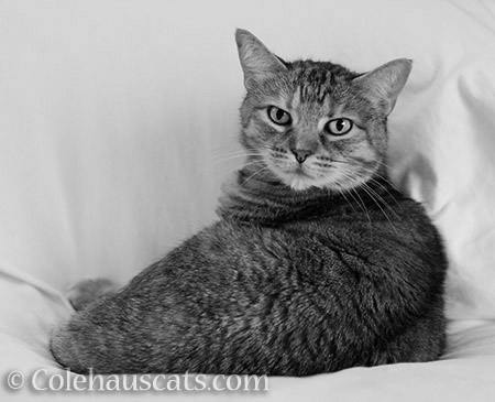 Ruby (in Gray) - 2016 © Colehauscats.com