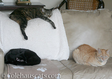 Sofa Buddies Olivia, Viola, and foster Miss Itty - 2016 © Colehauscats.com