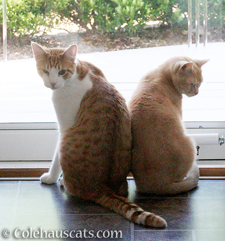 Tussle Buddies Quint and Miss Newton - 2016 © Colehauscats.com