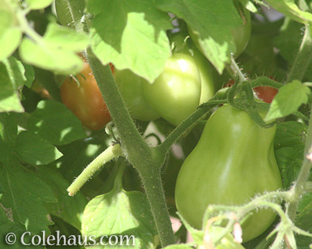 Roma tomatoes finally ripening - 2016 © Colehaus.com and Colehauscats.com