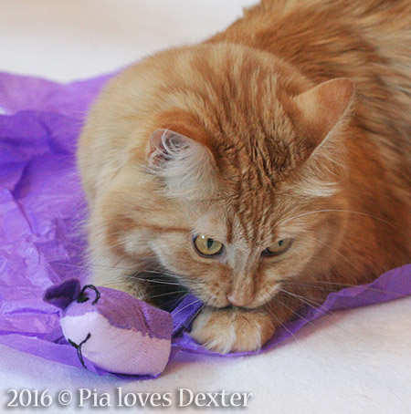 Nomming Dexter's mousie - 2016 © Colehauscats.com