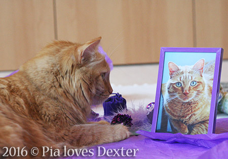 Pia loves Dexter - 2016 © Colehauscats.com