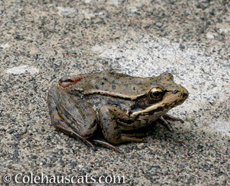 Bob, the little frog - 2016 © Colehauscats.com