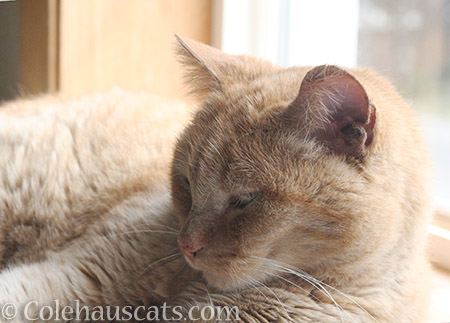 This sunpuddle napping is awesome! - 2016 © Colehauscats.com