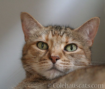 Ruby Roo - 2016 © Colehauscats.com