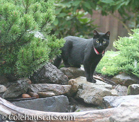 The saddest garden panther - 2016 © Colehauscats.com