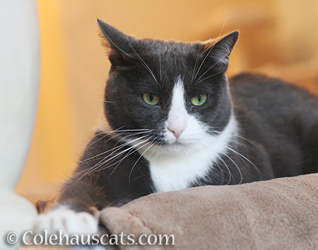 Tessa denies everything - 2016 © Colehauscats.com