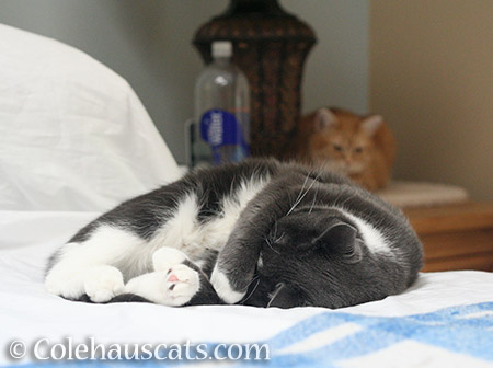 Tessa and Zuzu - 2016 © Colehauscats.com