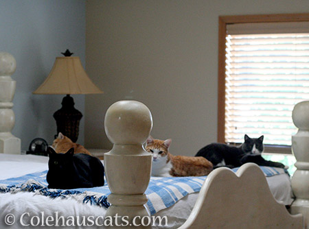 From front left: Olivia, Zuzu (looking other way), Quint, and Tessa - 2016 © Colehauscats.com