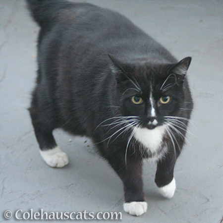 Chunky, a visiting neighborhood cat - 2016 © Colehauscats.com
