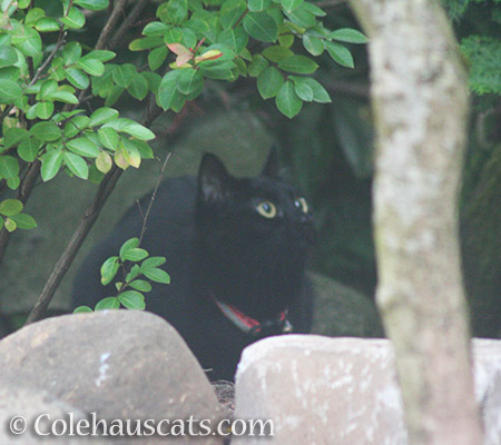 Visitor Zoey spies a big bird - 2016 © Colehauscats.com