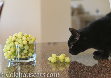 Olivia addresses the fruit - 2016 © Colehauscats.com