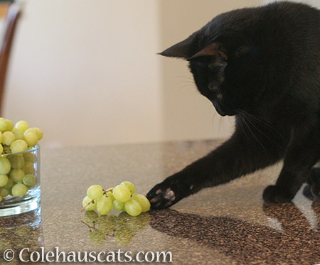 Olivia whaps the fruit - 2016 © Colehauscats.com