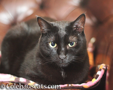 Olivia's magic bed - © Colehauscats.com