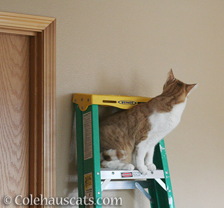 Paint Inspector Quint - 2016 © Colehauscats.com