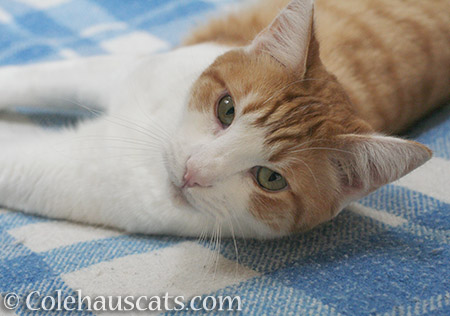 Quint thanks you - 2016 © Colehauscats.com