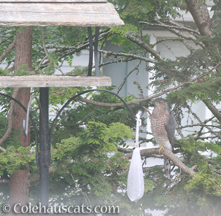 Visitor at the bird feeders - 2016 © Colehauscats.com