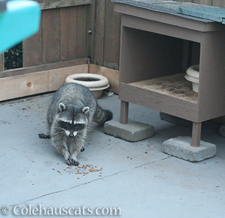 Late morning Raccoon visitor - 2016 © Colehauscats.com
