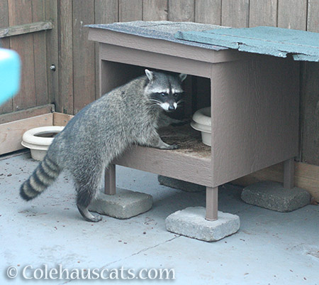 Late morning raccoon visitor - 2016 © Colehauscats.com