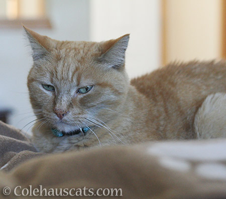 Sunny, now a Colehaus Cat - 2016 © Colehauscats.com