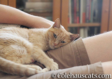 Sunny, formerly Miss Itty, with her Dad - 2016 © Colehauscats.com