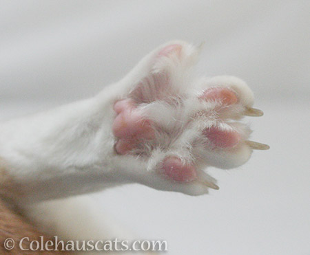 Quint's toesies - 2016 © Colehauscats.com