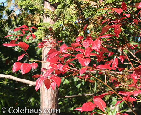 Blueberry leaves in fall - 2016 © Colehaus.com and Colehauscats.com