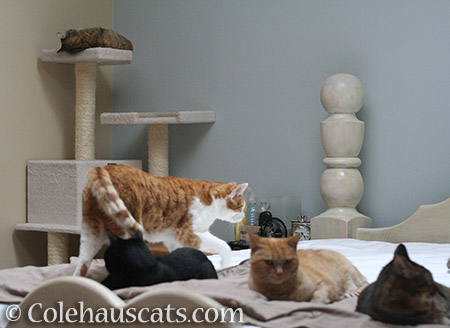 Five - Ruby, Quint, Olivia, Sunny, and Viola - 2016 © Colehauscats.com