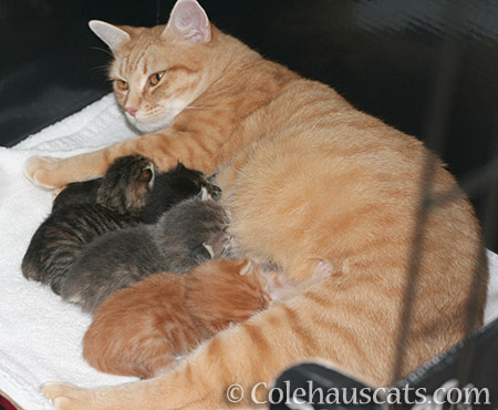 Mama Zuzu and her Niblets - © Colehauscats.com