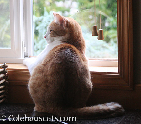 Storm watching with Quint - 2016 © Colehauscats.com