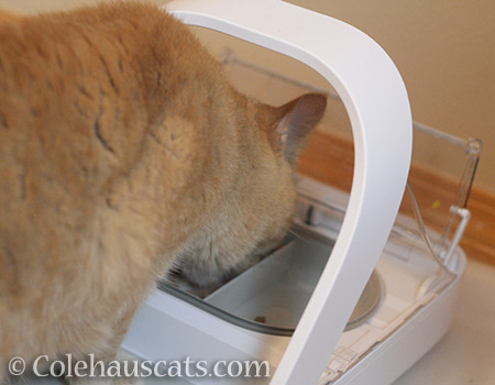 Sunny loves her SureFlap feeder - 2016 © Colehauscats.com