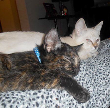 Illy (Tiger) and Winter (Lily) in their forever home (2014).