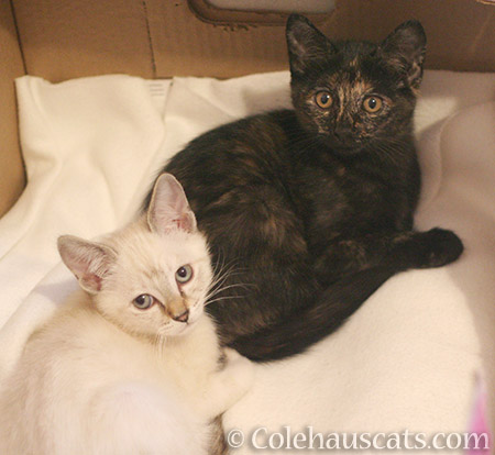 Honorary Niblet Winter and sister Illy adopted together - 2013-2016 © Colehauscats.com