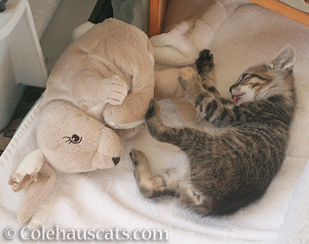 Wee Niblet Viola and Bunny Ear Woe - © Colehauscats.com