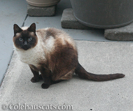 Neighborhood cat Cocoa - 2016 © Colehauscats.com
