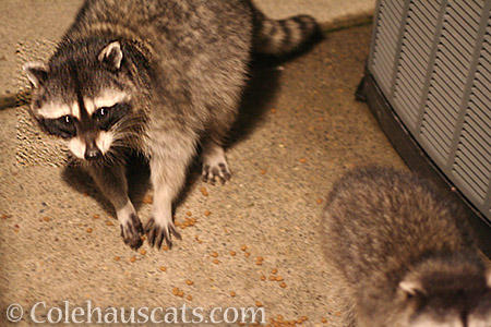 4th generation raccoon family Daisy and one of her babies - 2016 © Colehauscats.com