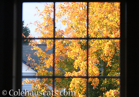 Fall Leaves outside our window - 2016 © Colehauscats.com